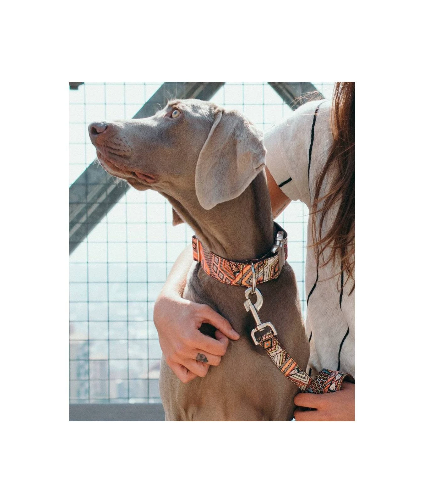BROTT Collier Pour Chien Barcelona 3 BROTT Collier Pour Chien Barcelona – Image 3
