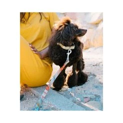 BROTT Collier Pour Chien Sacaleta Classique Et Martingale 5 BROTT Collier Pour Chien Sacaleta Classique Et Martingale -dog food shop dog collar brottdog textura sacaleta f59139a8 7c6e 4333 a82d fb95e9084b7f