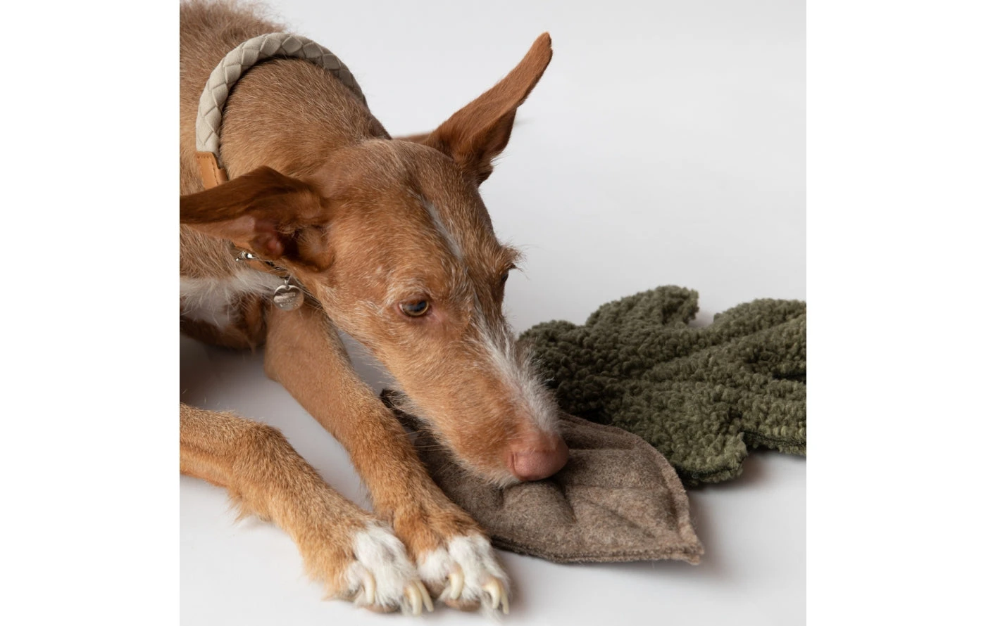 2.8 Duepuntootto Peluches Pour Chien Feuilles D’arbre 6 2.8 Duepuntootto Peluches Pour Chien Feuilles D’arbre – Image 6