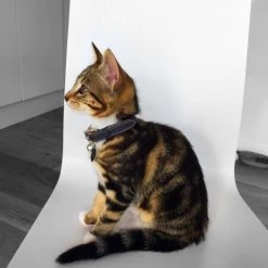 Cheshire & Wain Collier Pour Chat En Cuir Gris -dog food shop image3