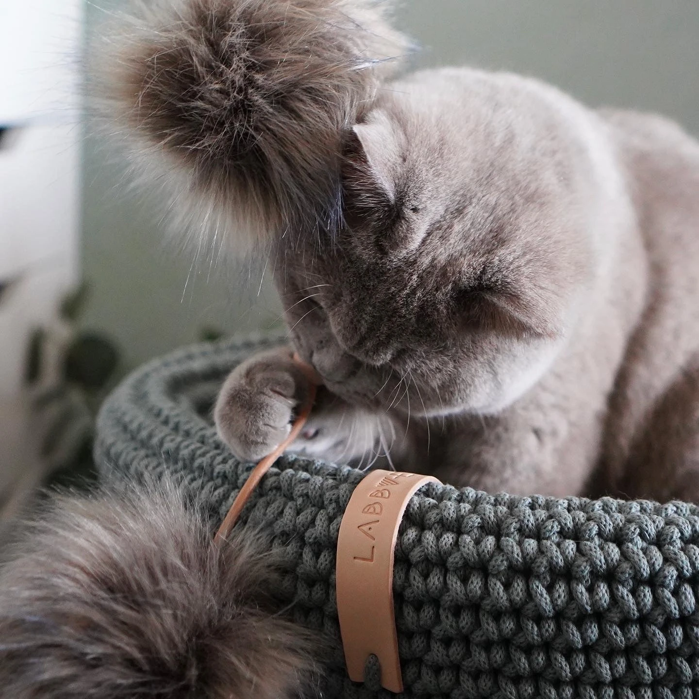 Labbvenn Jouet Pour Chat Tollo 5 Labbvenn Jouet Pour Chat Tollo – Image 5