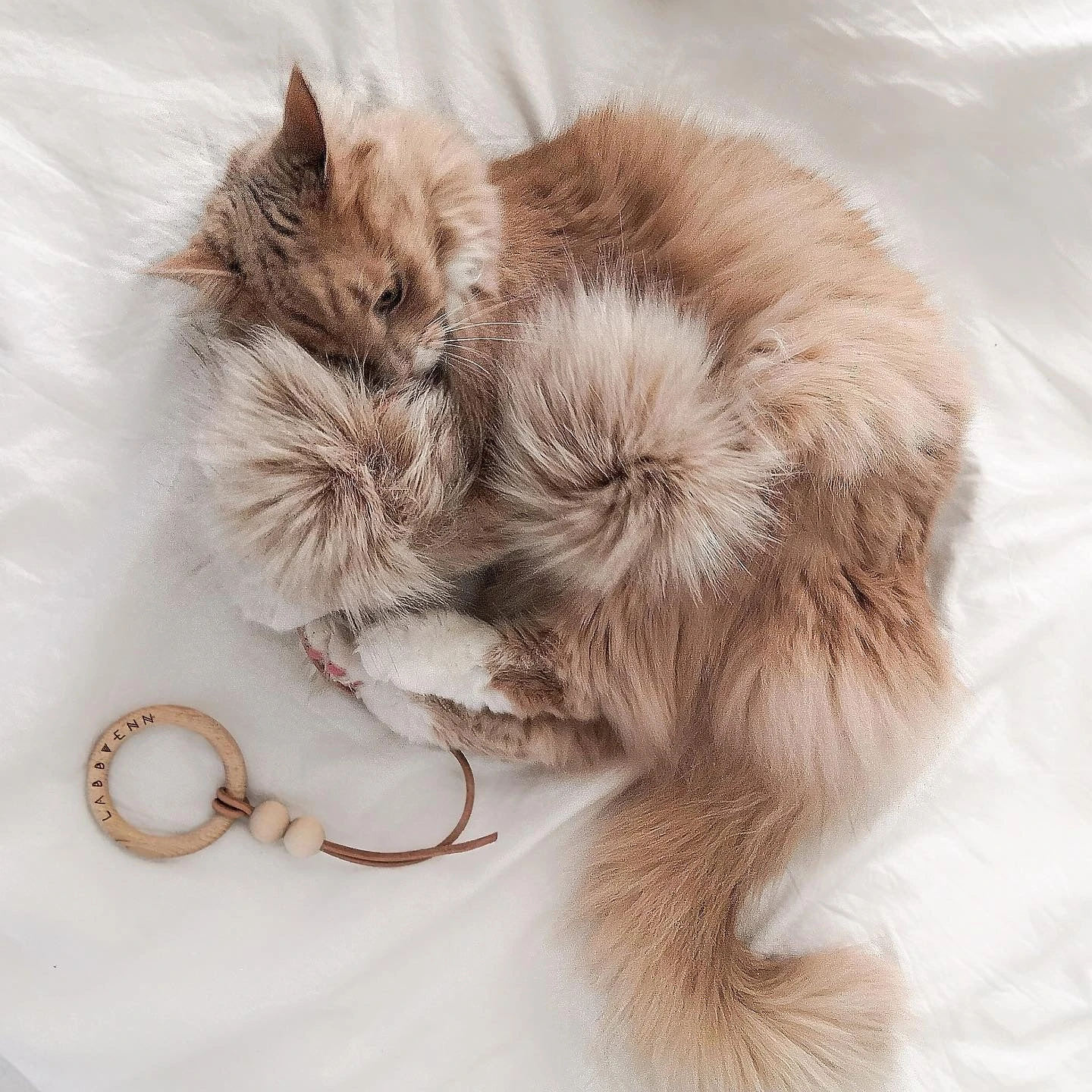 Labbvenn Jouet Pour Chat Tollo 4 Labbvenn Jouet Pour Chat Tollo – Image 4