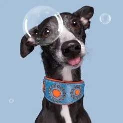 Dog With A Mission Collier Pour Lévrier En Cuir Dwam 11 Dog With A Mission Collier Pour Lévrier En Cuir Dwam -dog food shop image f13332e7 01f1 4af4 9de7 ee4f24d7efd9