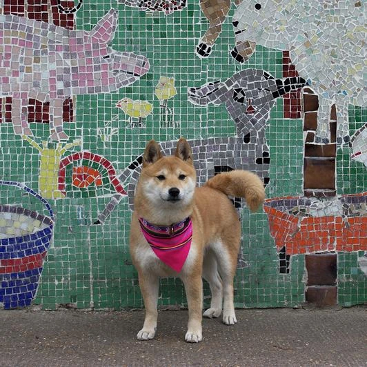 Hiro + Wolf Bandana De Collier Inca (2 Coloris) 4 Hiro + Wolf Bandana De Collier Inca (2 Coloris) – Image 4