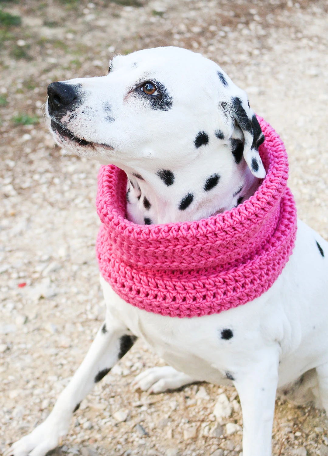 We Are Knitters Kit Snood Pour Chien Au Tricot 1 We Are Knitters Kit Snood Pour Chien Au Tricot