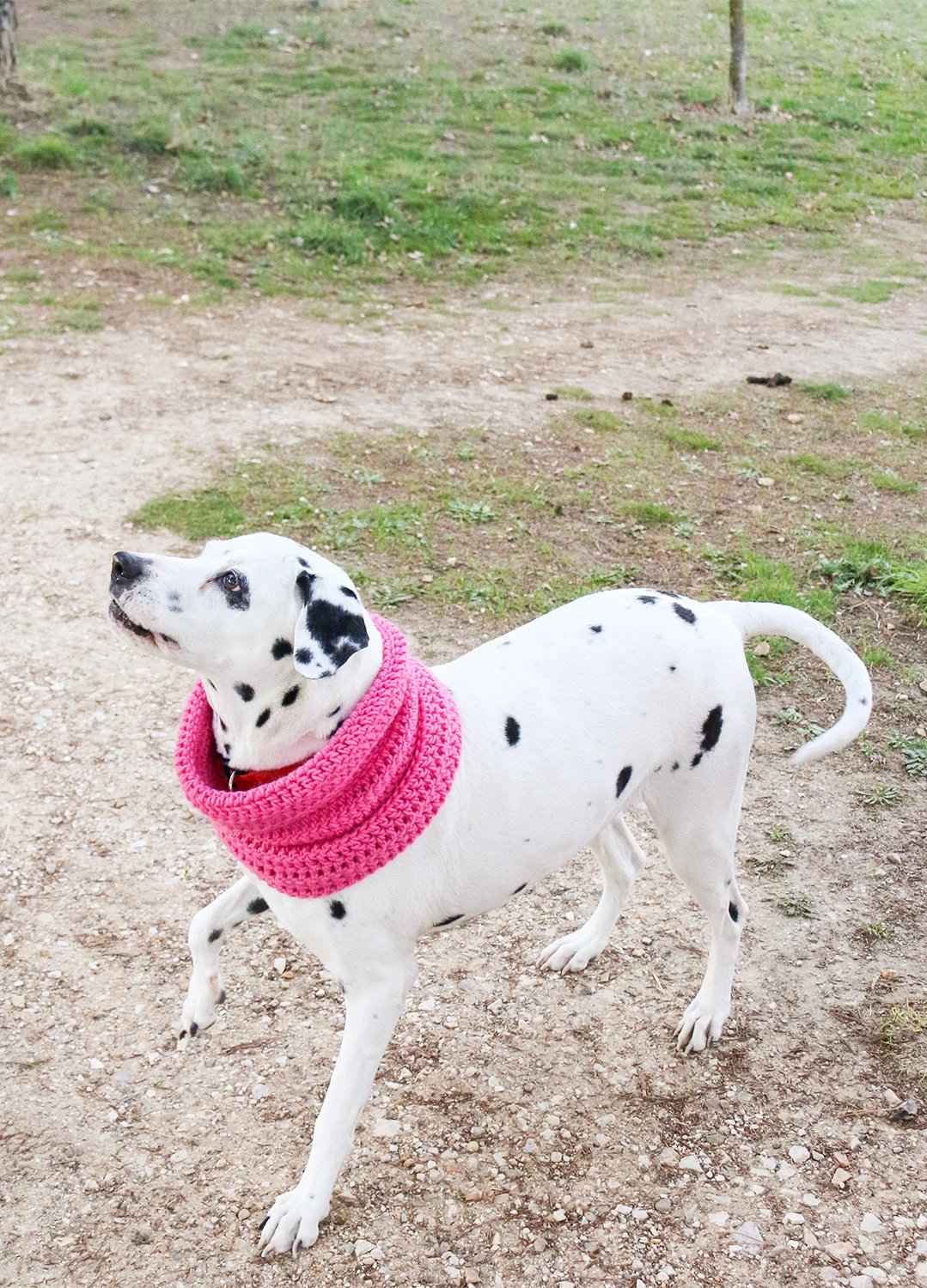 We Are Knitters Kit Snood Pour Chien Au Tricot 3 We Are Knitters Kit Snood Pour Chien Au Tricot – Image 3
