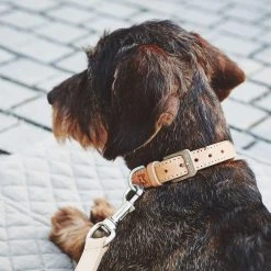 MiaCara Collier En Cuir Pour Chien Bergamo 11 MiaCara Collier En Cuir Pour Chien Bergamo -dog food shop mc c04 007 02 sm walk bergamo collar natural simba 377 3