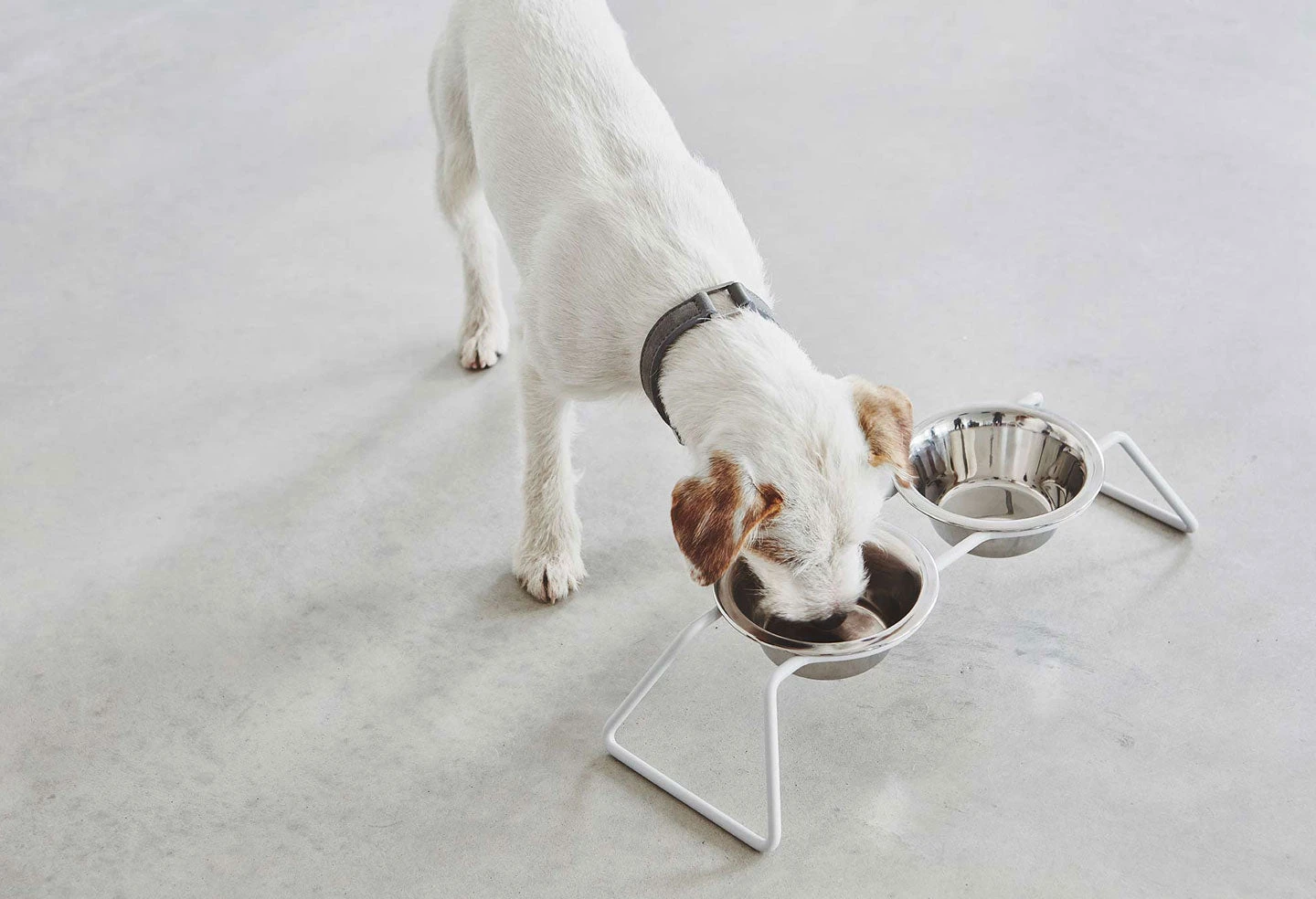 MiaCara Double écuelle Design Pour Chien Cena 4 MiaCara Double écuelle Design Pour Chien Cena – Image 4