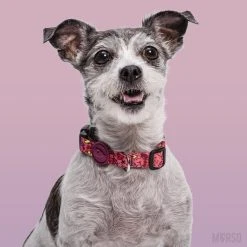 Morso Collier Pour Chien Pink Think 7 Morso Collier Pour Chien Pink Think -dog food shop morso collare pink think img 05