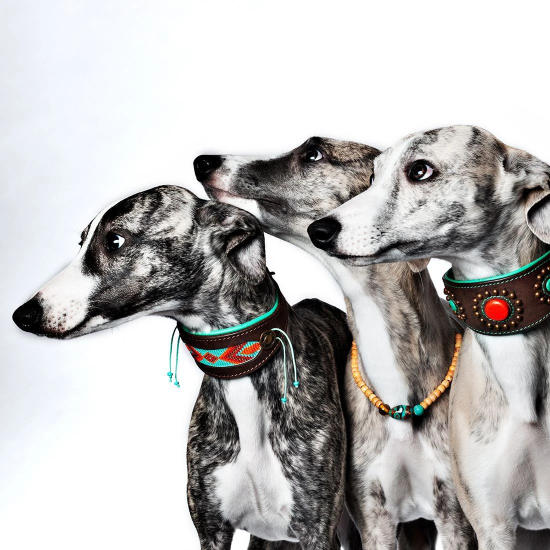 Dog With A Mission Collier En Cuir Paddy Lee Dwam 6 Dog With A Mission Collier En Cuir Paddy Lee Dwam – Image 6
