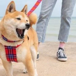 Hiro + Wolf Harnais Pour Chien Shuka Red