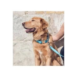 Alternative view of BROTT Laisse Pour Chien Solid Turquoise