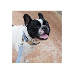 Alternative view of BROTT Laisse Pour Chien Uni Gris Solid Grey