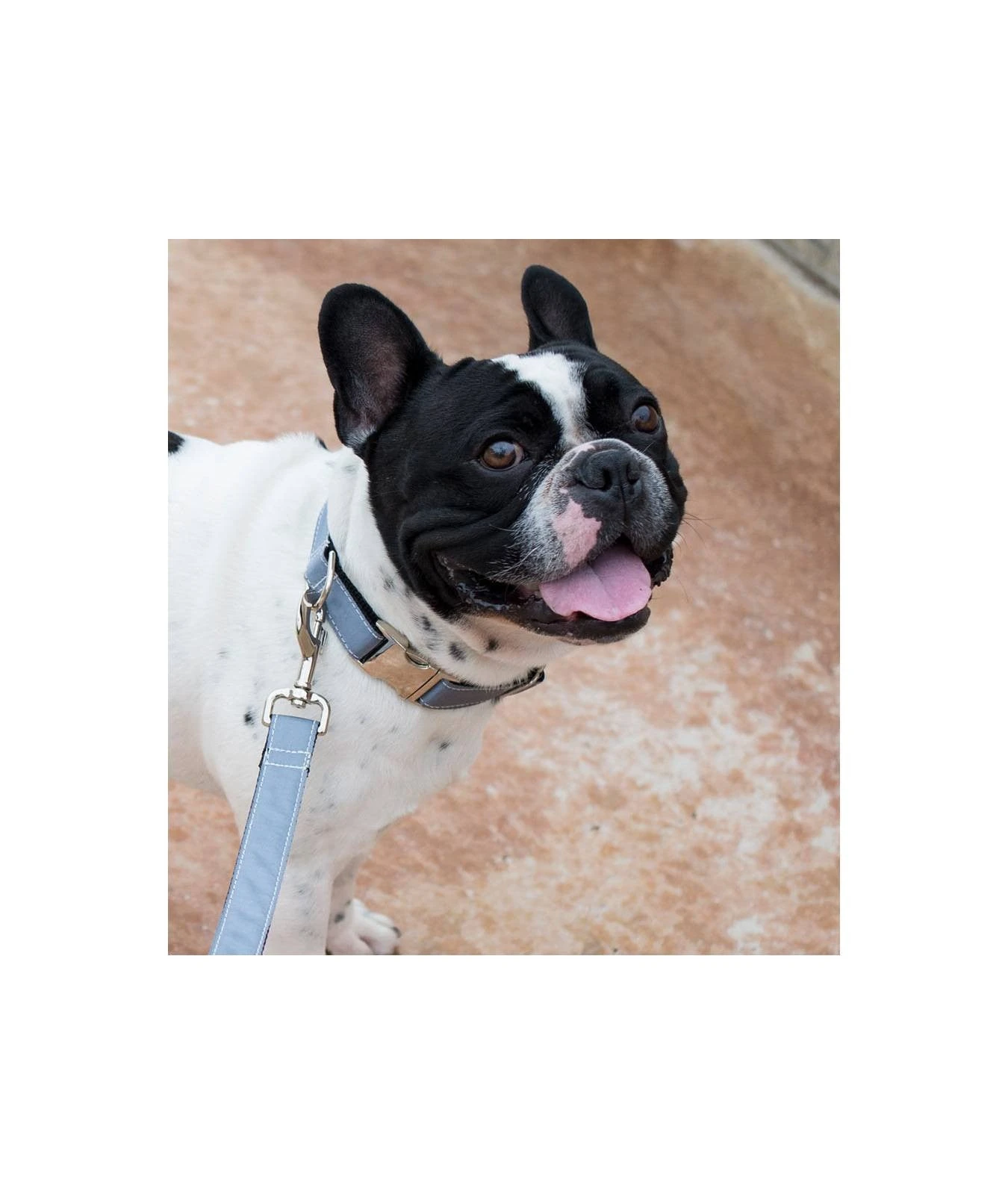 BROTT Collier Pour Chien Solid Grey 2 BROTT Collier Pour Chien Solid Grey – Image 2