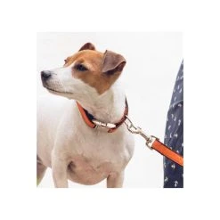 BROTT Collier Pour Chien Solid Orange 3 BROTT Collier Pour Chien Solid Orange -dog food shop solid orange