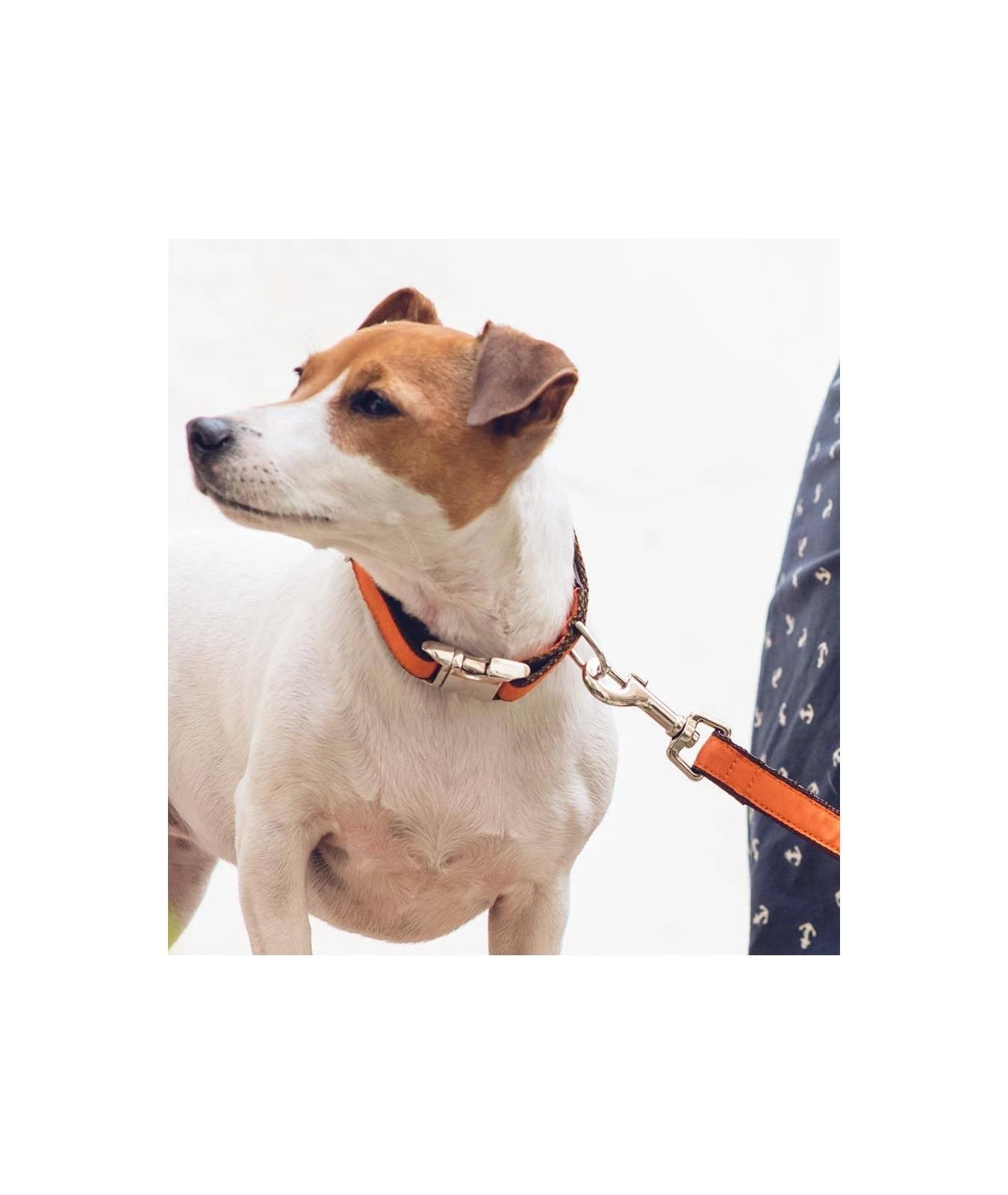 BROTT Collier Pour Chien Solid Orange 2 BROTT Collier Pour Chien Solid Orange – Image 2