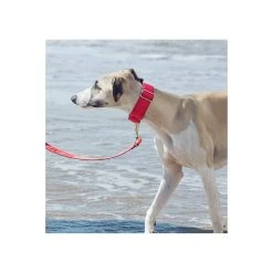 Alternative view of BROTT Laisse Pour Chien Unie Rouge Fraise Solid Strawberry