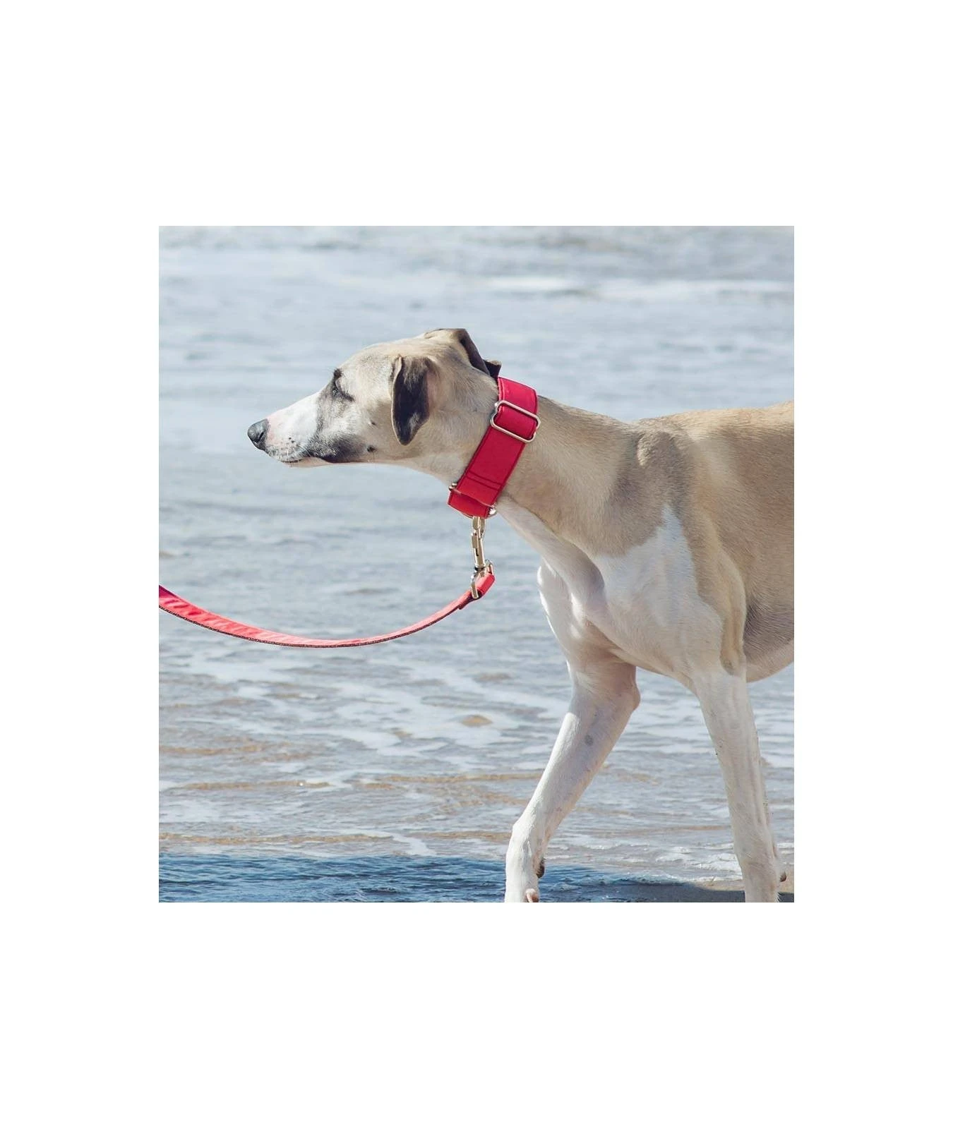 BROTT Laisse Pour Chien Unie Rouge Fraise Solid Strawberry 2 BROTT Laisse Pour Chien Unie Rouge Fraise Solid Strawberry – Image 2