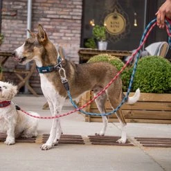 Dog Copenhagen Laisse Pour Chien Urban Rope (160cm) 15 Dog Copenhagen Laisse Pour Chien Urban Rope (160cm) -dog food shop urban rope laisse 2412eea2 45c5 4389 9900 ed6fa45f666b